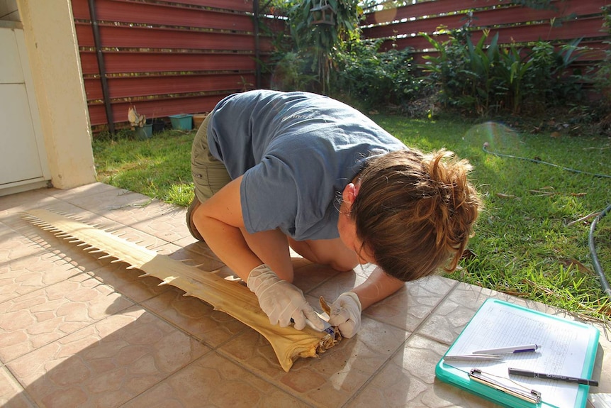 A shot of Annemarie Fearing carefully carving a small piece of tissue off the rostrum.