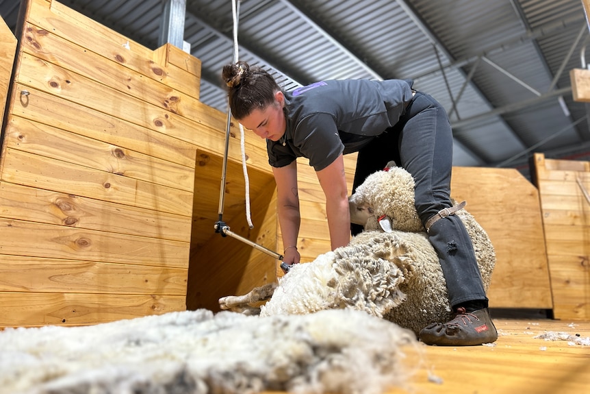 Woman shearing a sheep.