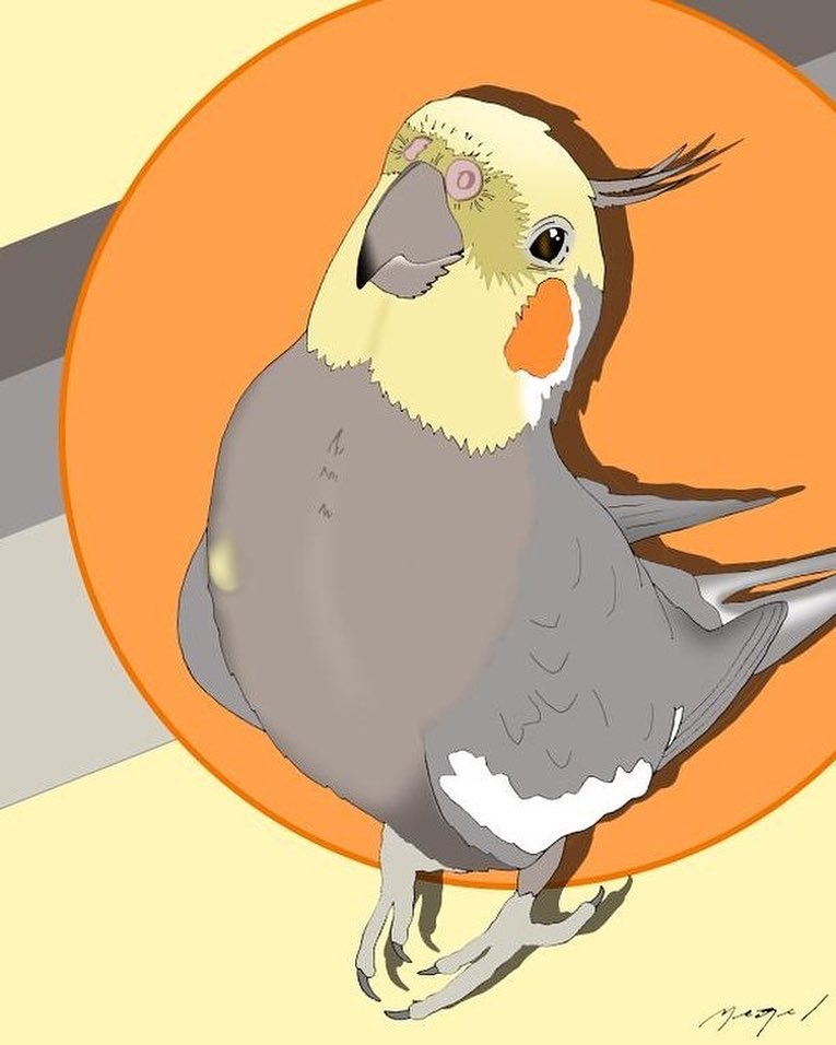 A drawing of a cockatiel
