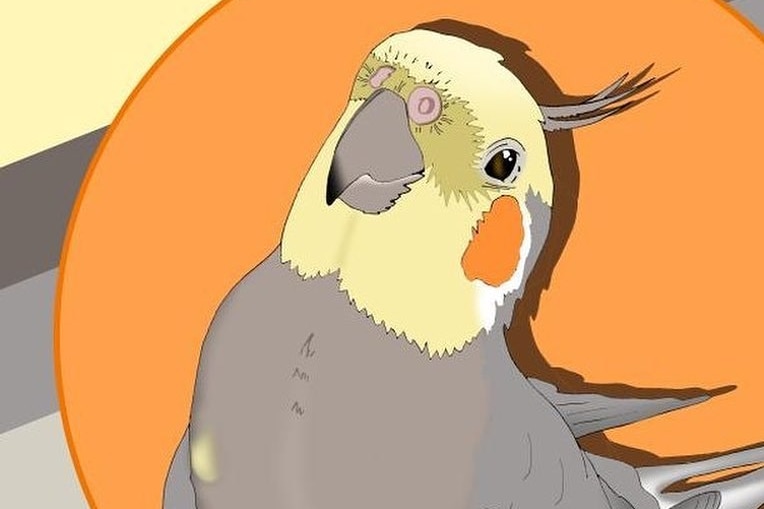 A drawing of a cockatiel