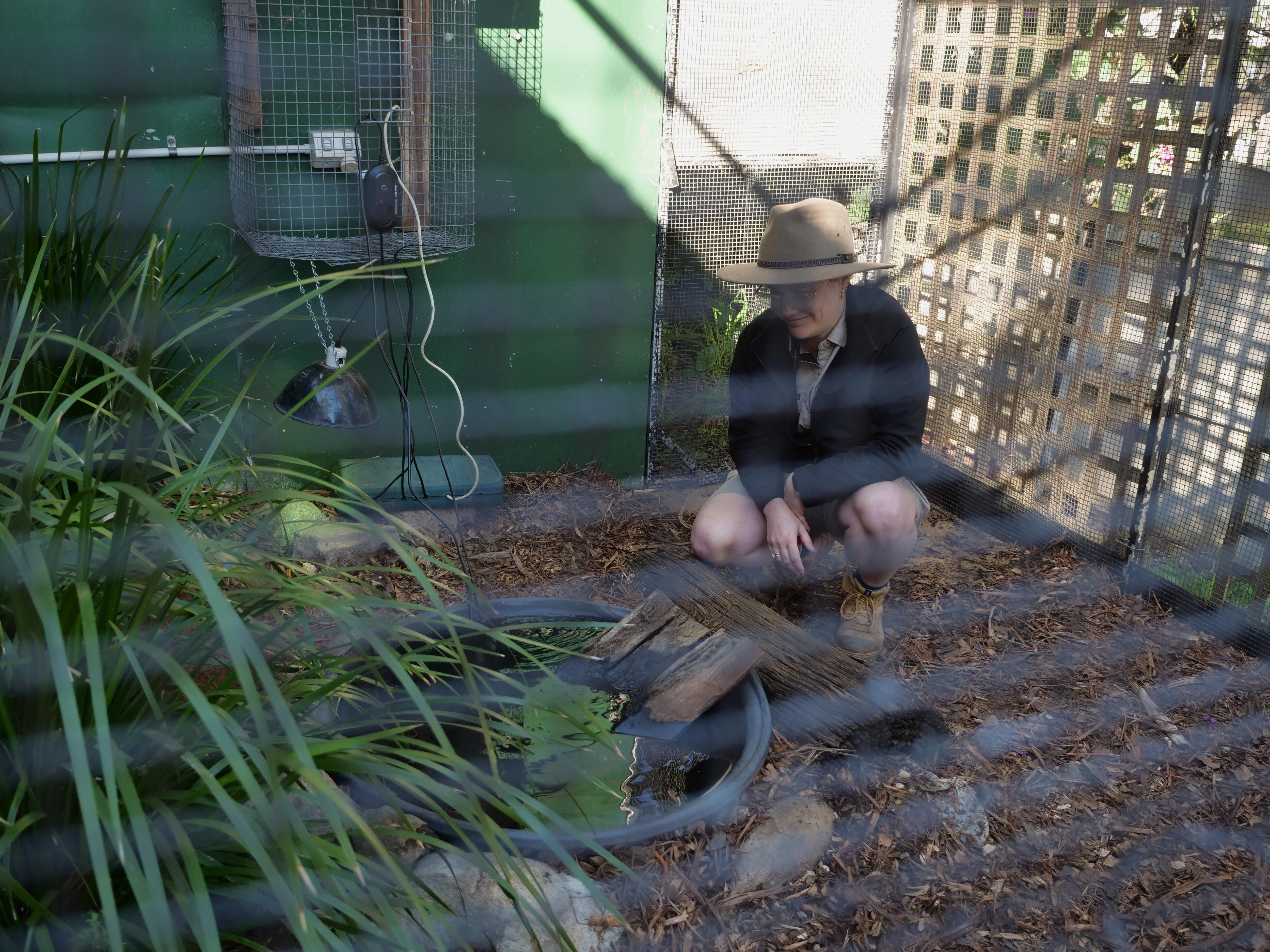small 30cm crocodile in enclosure, dirt ground, plants, zookeeper holding it