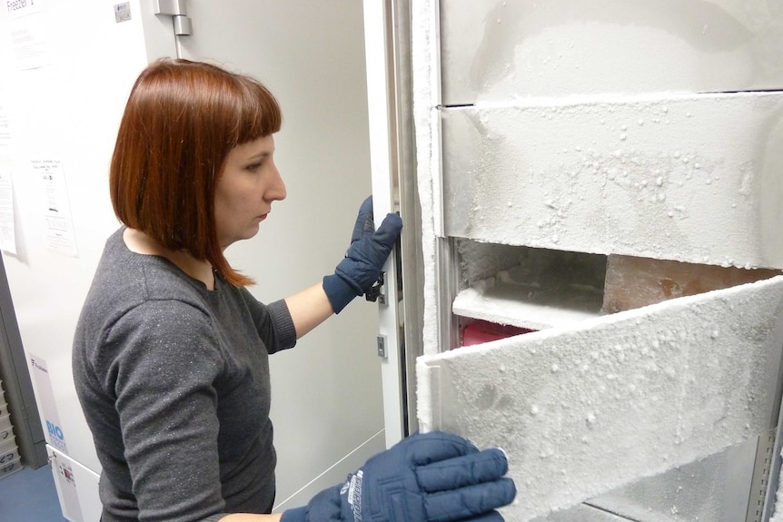 Amber Beavis examines specimens in a deep freeze