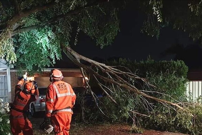 Two SES workers in orange jumpsuits stand near a tree that has fallen onto a driveway.