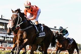Nine rivals as Black Caviar chases a 20th win in a row