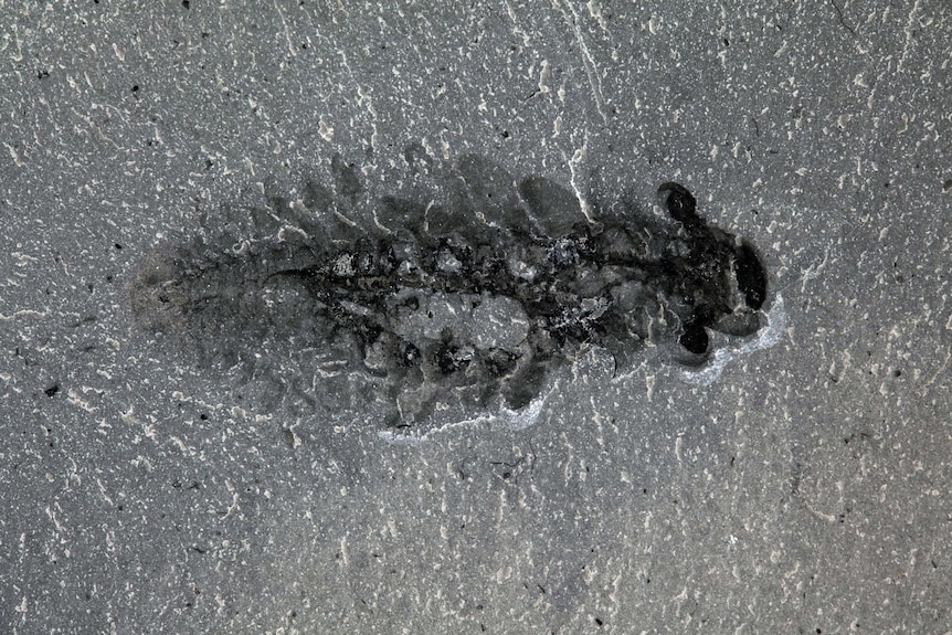 Close up of a fossil animal