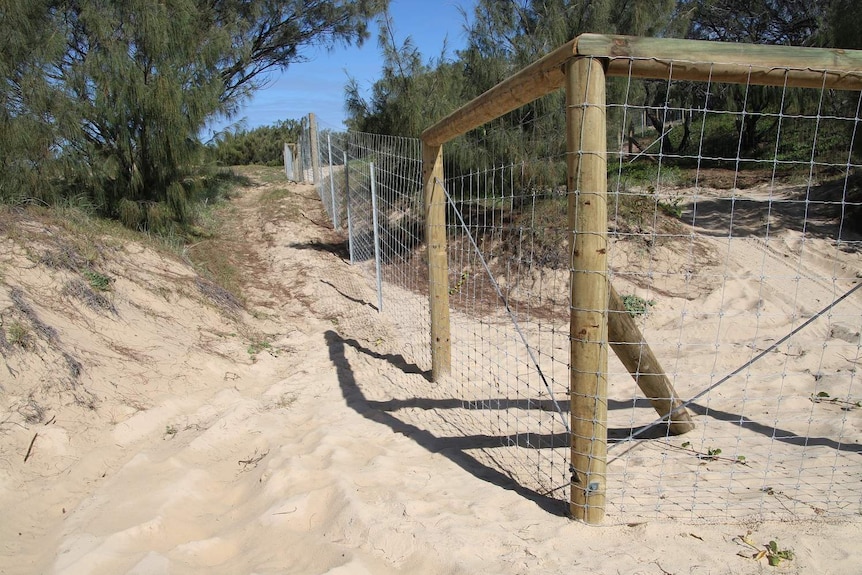 A dingo fence built around a beachfront campsite on Fraser Island-K'gari, off southern Queensland.