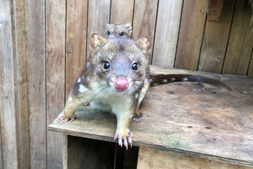 Picture of a spotted quoll with a baby on its back