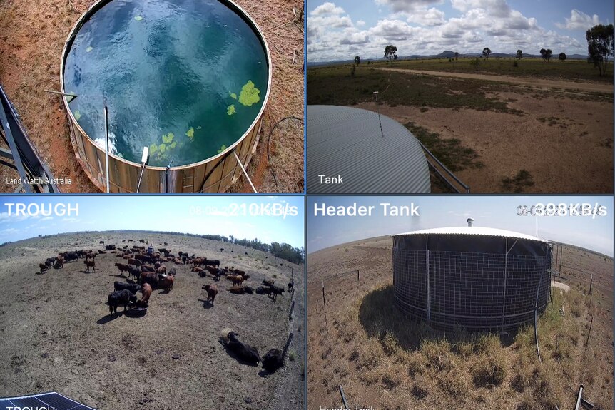 A four-panel image showing CCTV images of water tanks and livestock on a farm.