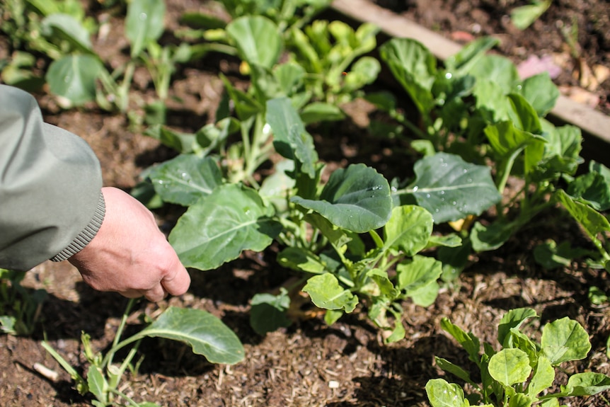 A close up of a prisoners hands touching a gai lan vegetable plant.