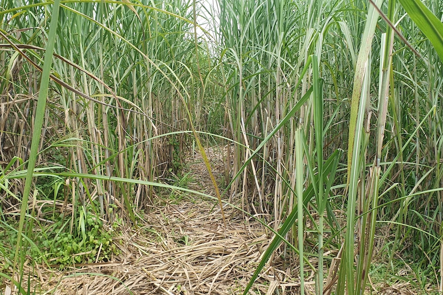 I small pathway through damaged sugarcane that feral pigs caused