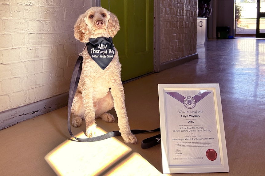 A white labradoodle dog stands proudly next to his certificate 