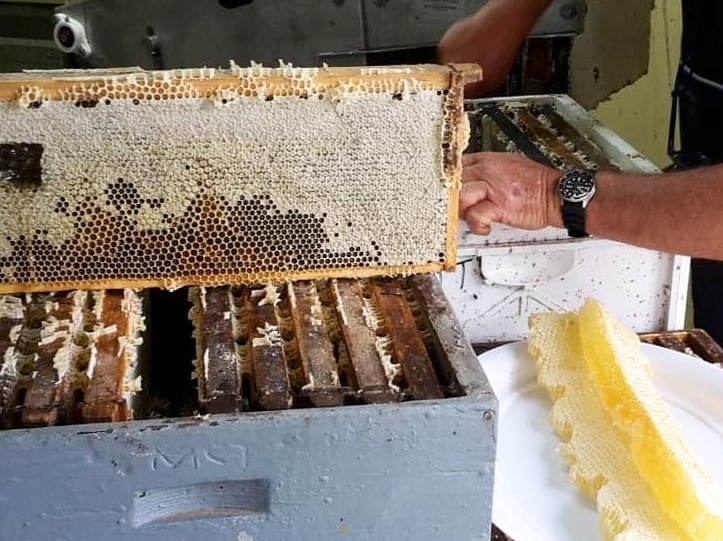 A man extracts orange blossom honey and bright yellow honeycombs from a hive.