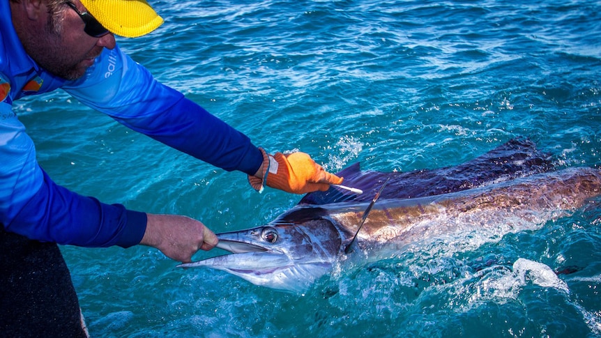 Sailfish being swabbed for DNA at Broome Billfish Classic