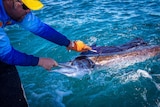 Sailfish being swabbed for DNA at Broome Billfish Classic