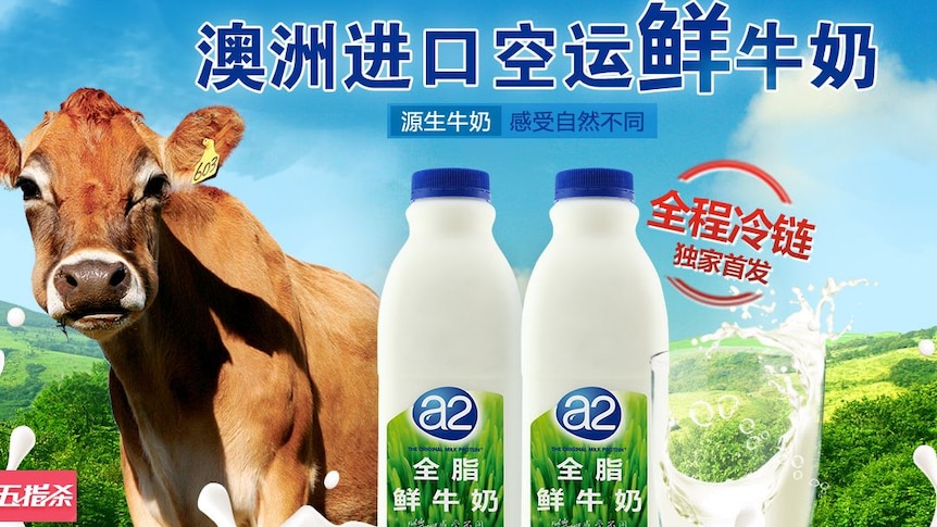 Jersey cow, Chinese writing and a2 milk bottles advertising for the fresh Australian milk in China