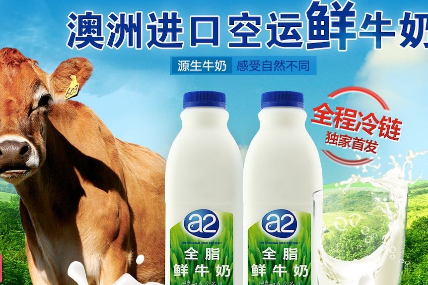 Jersey cow, Chinese writing and a2 milk bottles advertising for the fresh Australian milk in China