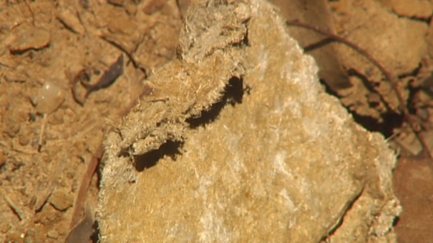 TV still of asbestos fragment lying loose on the ground near Telstra pit at Morayfield, north of Brisbane. Pictures shot mid December, 2013