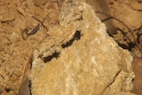 TV still of asbestos fragment lying loose on the ground near Telstra pit at Morayfield, north of Brisbane. Pictures shot mid December, 2013