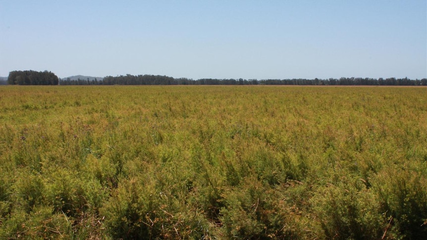 A tea tree plantation near Port Macquarie.