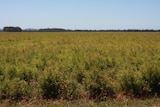 A tea tree plantation near Port Macquarie.