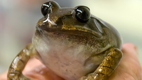 Egg donor frog