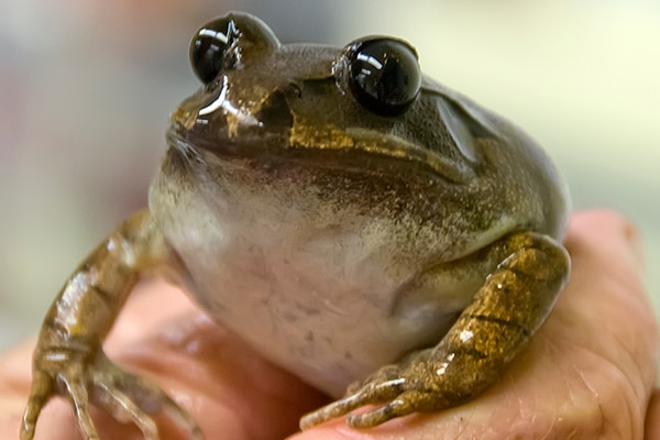 The donor frog - a Barred Frog