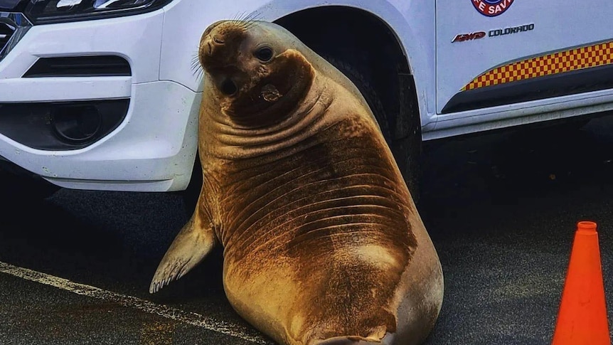 A seal rubs up against a white car.