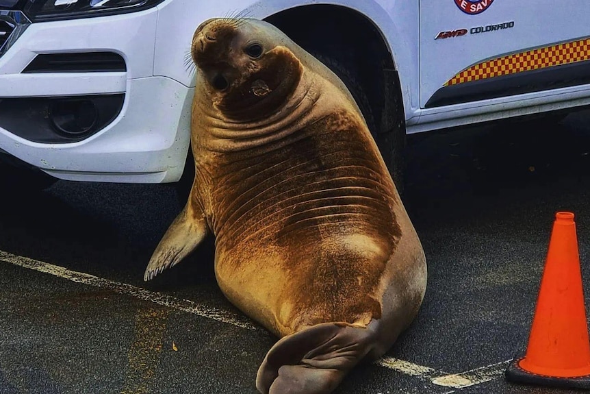 A seal rubs up against a white car.