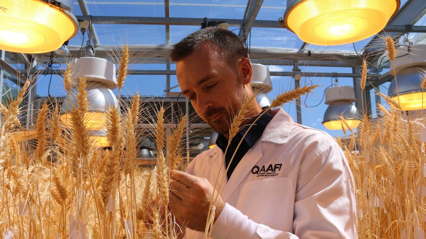 A man in a white lab coat surrounded by wheat growing under lights in a glass house.