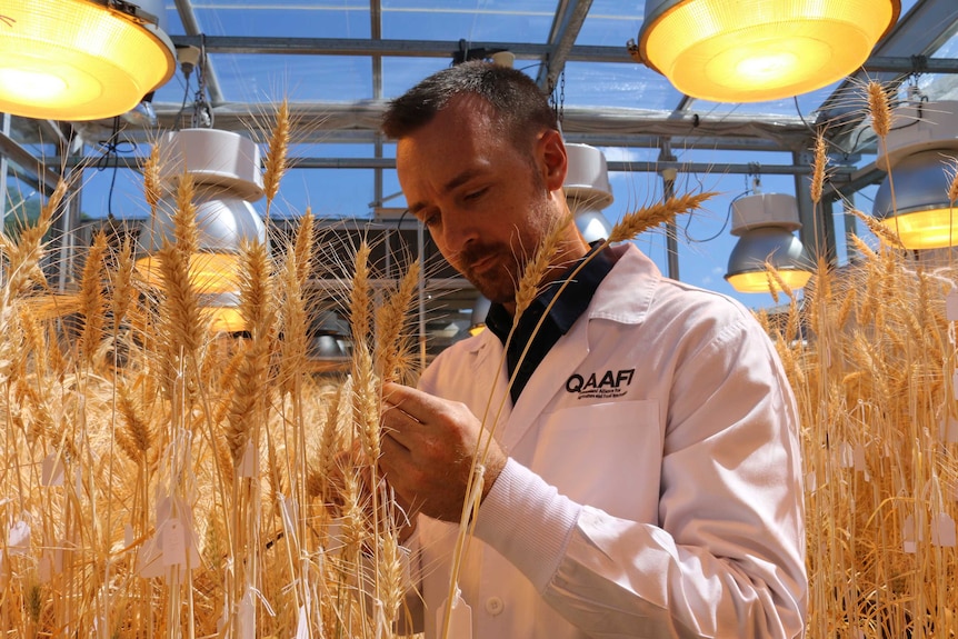 A man in a white lab coat surrounded by wheat growing under lights in a glass house.