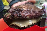 A blacklip abalone caught in Tasmania