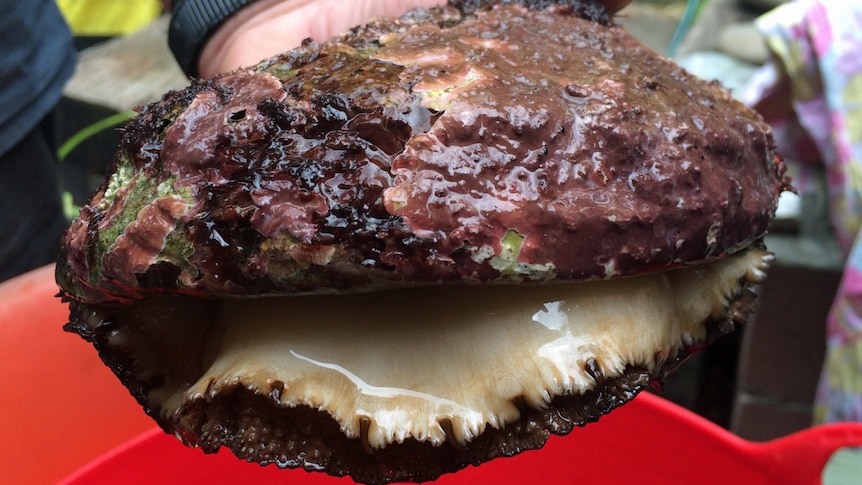 A large blacklip abalone is held by a recreational diver.