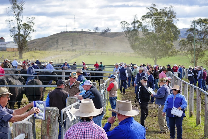A large group of people milling around in a cattle sale yard.