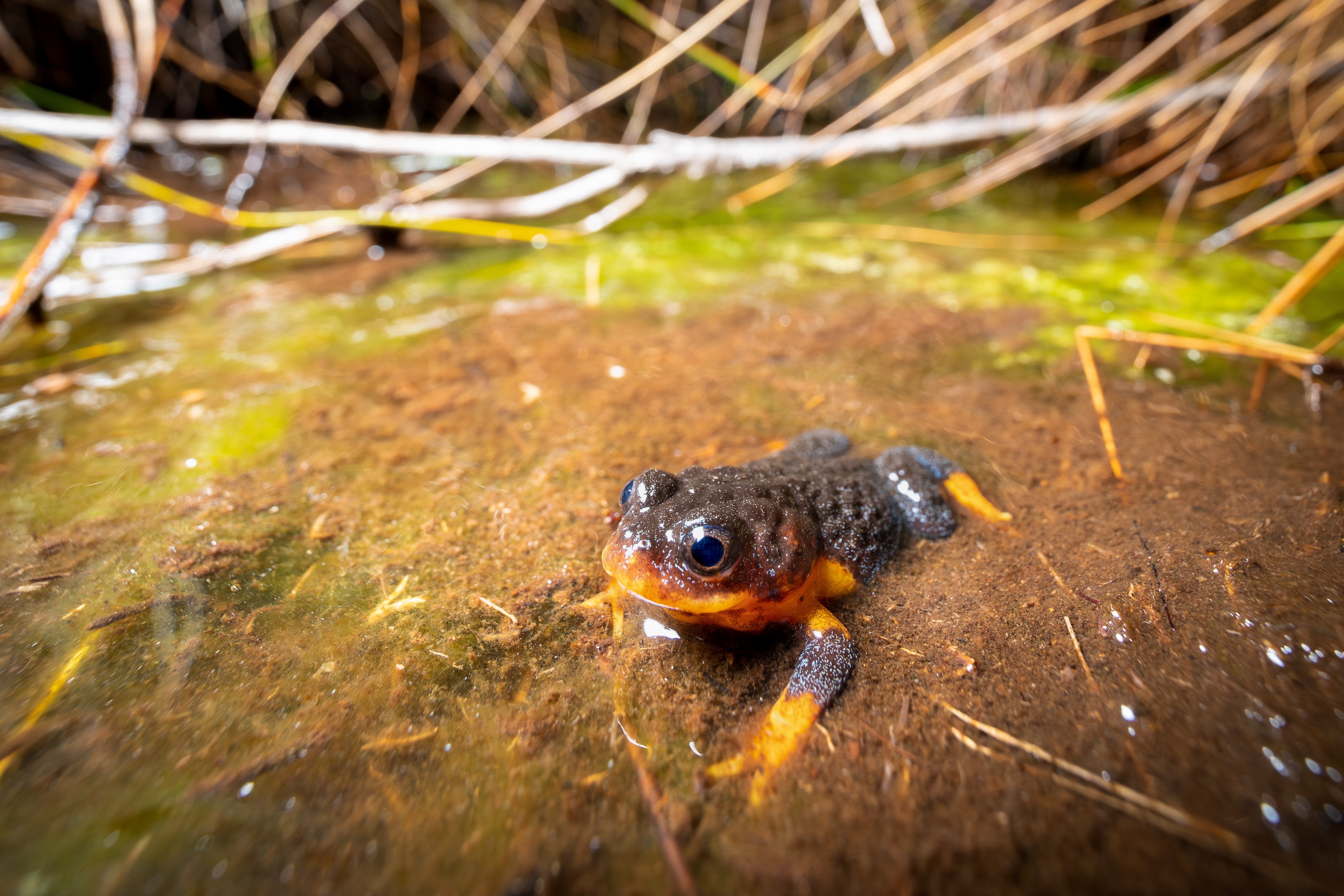 A colourful frog sits in shallow water