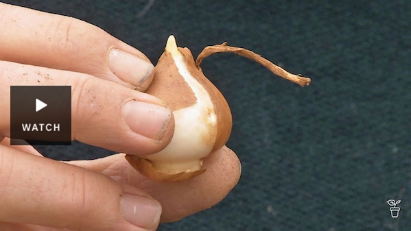 Fingers holding a bulb. Has Video.