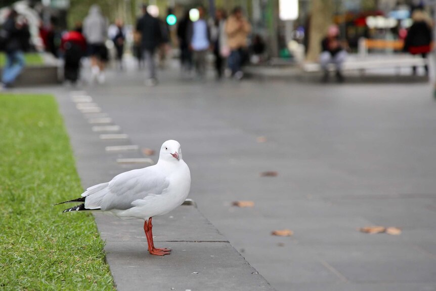 A seagull standing near grass in Melbourne's CBD.