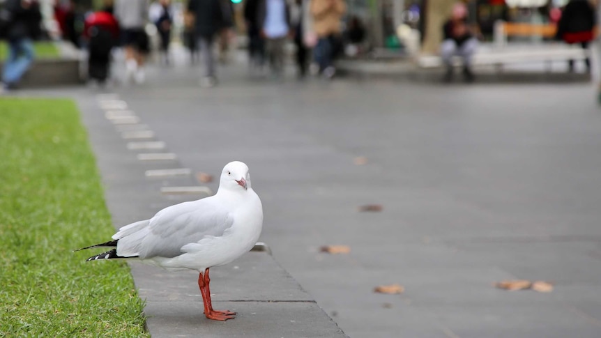 A seagull standing near grass in Melbourne's CBD.