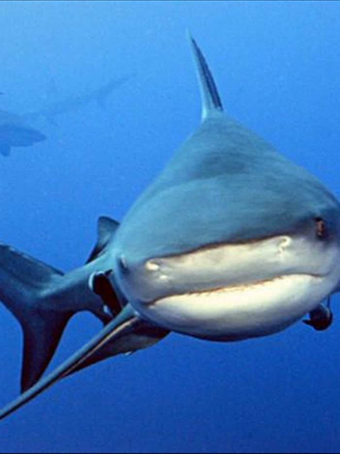 Curious North Coast: How far upriver do bull sharks swim? - ABC News