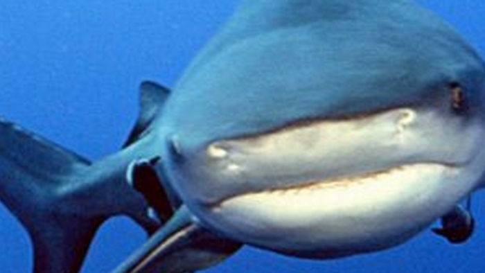 Male bull sharks are particularly aggressive during the breeding season.