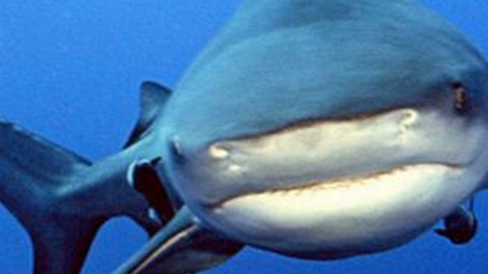 A bull shark swims through the water.