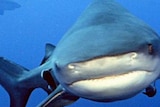 It is the second attack by a bull shark in two days.