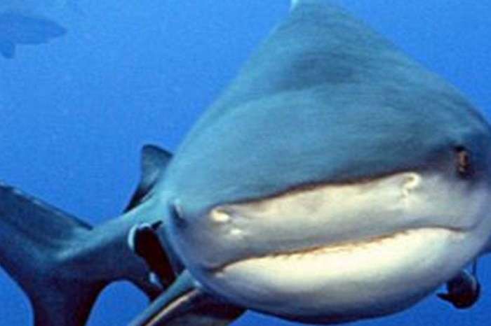 Paramedics deny responsibility for graphic photo of shark bite wound