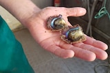 A pair of oysters on a hand.