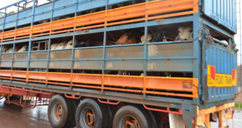 Cattle from northern Australia arrive at the Darwin Port on a road train