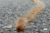 A procession of itchy caterpillars on the road