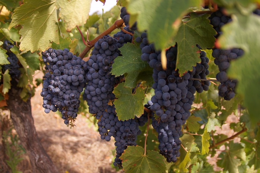 Several bunches of grapes hanging from the vine