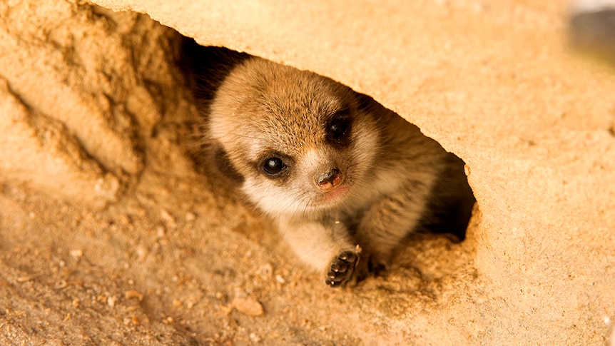 A Meerkat pup peeps out from its burrow at Adelaide Zoo, August 17, 2017.