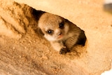 A Meerkat pup peeps out from its burrow at Adelaide Zoo, August 17, 2017.