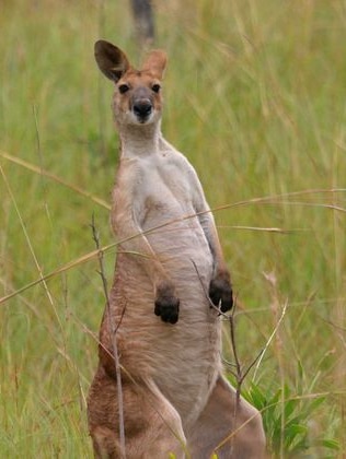 The antilopine wallaroo is common to the tropical bushland of northern Australia.