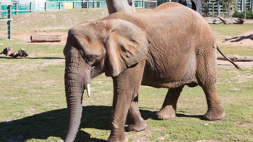 Australia's last African Elephant 'Cuddles'